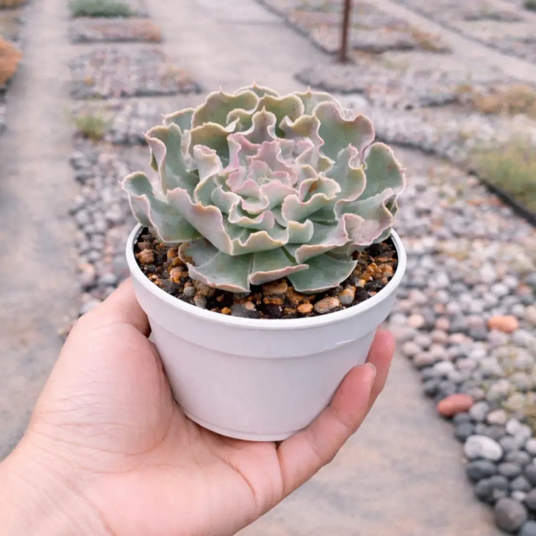 Echeveria Frill Curls succulent with ruffled, curled pale green leaves edged in soft pink, forming a compact rosette in a white pot held in a person’s hand at a plant nursery.