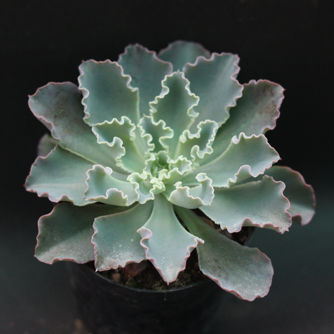 Top view of Echeveria Frill Curls succulent with soft green leaves and frilled pink edges, growing in a black pot, offered by Plant Orbit.