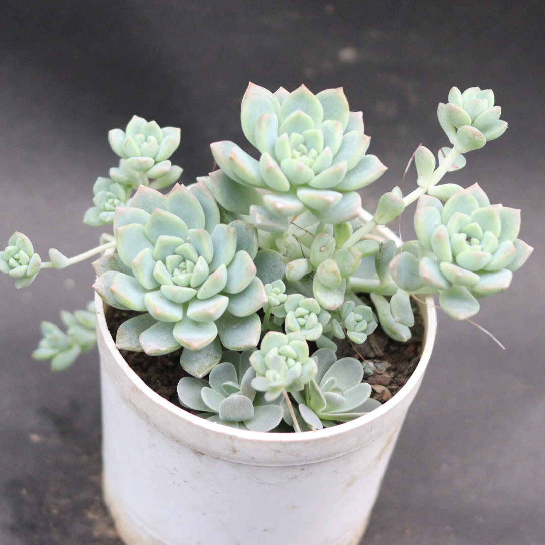 Top view of Echeveria Grapto succulent with clustered rosettes in a white pot, showcasing its soft green leaves, offered by Plant Orbit.