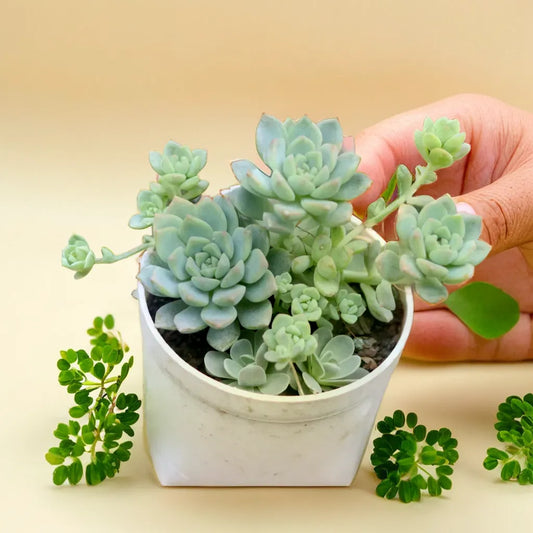 Echeveria Grapto succulent plant with multiple compact green rosettes, displayed in a white pot with a hand gently holding one of its stems, available at Plant Orbit.