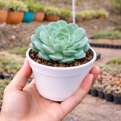 Echeveria 'Holy Gate' (Bare Rooted)
