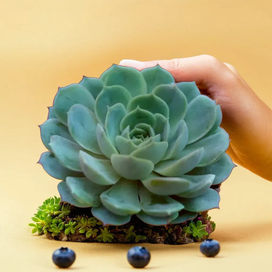 Echeveria Holy Gate succulent plant with soft green rosette leaves, displayed on a beige background with blueberries and greenery, available at Plant Orbit.