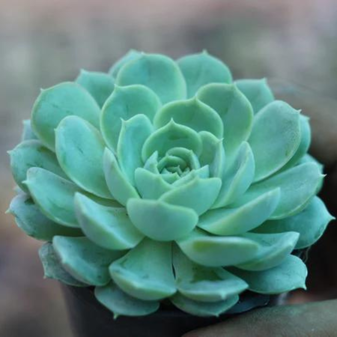 Close-up of Echeveria Holy Gate succulent plant with smooth green rosette leaves, highlighting its calming color and form, available at Plant Orbit.