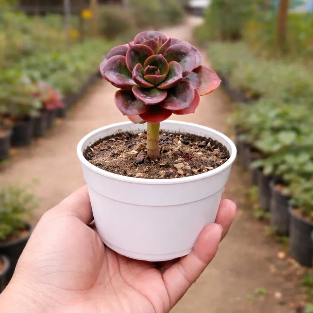Echeveria Melaco succulent with a compact rosette of dark green to burgundy leaves, growing in a white pot on a wooden surface.