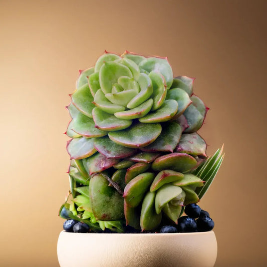 Close-up of Echeveria Nuda Rolly succulent with layered green leaves and red edges, displayed in a cream pot with blueberries on a beige background, available at Plant Orbit.