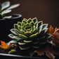 Echeveria Onslow succulent plant with smooth green leaves, set against a dark background with autumn leaves for contrast, from Plant Orbit.