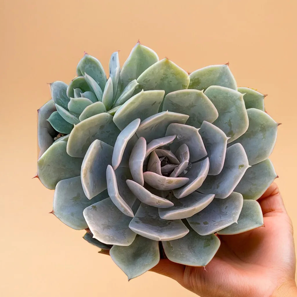 Close-up of Echeveria Onslow succulent with soft green rosette leaves held in hand, displayed on a beige background, available at Plant Orbit.