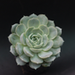 Top view of Echeveria Onslow with soft, smooth green rosette leaves, highlighting its elegant shape, offered by Plant Orbit.