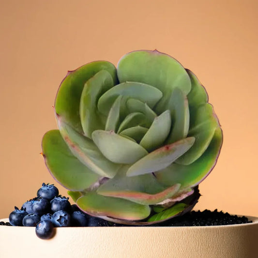 Close-up of Echeveria Pallida succulent with smooth green rosette leaves, displayed with blueberries on a beige surface, available at Plant Orbit.