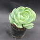 Top view of Echeveria Pallida succulent in a black pot, showcasing its vibrant green rosette leaves, perfect for indoor decor, offered by Plant Orbit.