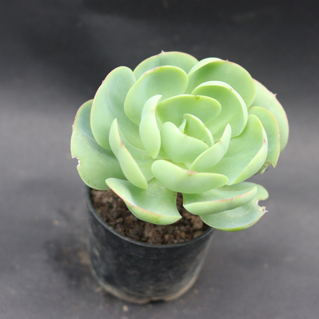 Top view of Echeveria Pallida succulent in a black pot, showcasing its vibrant green rosette leaves, perfect for indoor decor, offered by Plant Orbit.