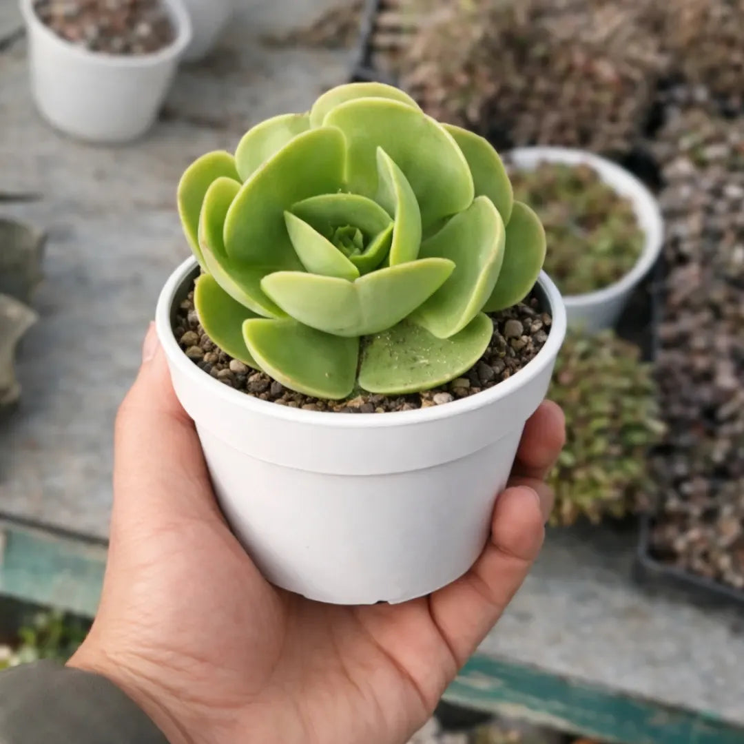 Echeveria Pallida succulent with a compact rosette of broad, fleshy light green leaves, growing in a white pot filled with gritty soil and held in a person’s hand at a plant nursery.