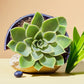 A beautifully arranged Echeveria Pansy succulent plant with lush green rosette leaves, placed on a rock with blueberries. Available at Plant Orbit for purchase.