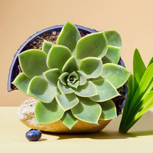 A beautifully arranged Echeveria Pansy succulent plant with lush green rosette leaves, placed on a rock with blueberries. Available at Plant Orbit for purchase.