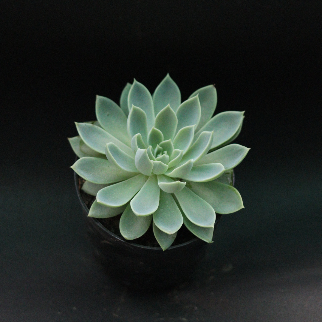 Elegant Echeveria Pansy succulent plant in a black pot, with smooth, symmetrical green leaves, ideal for home decor. Available for purchase at Plant Orbit.