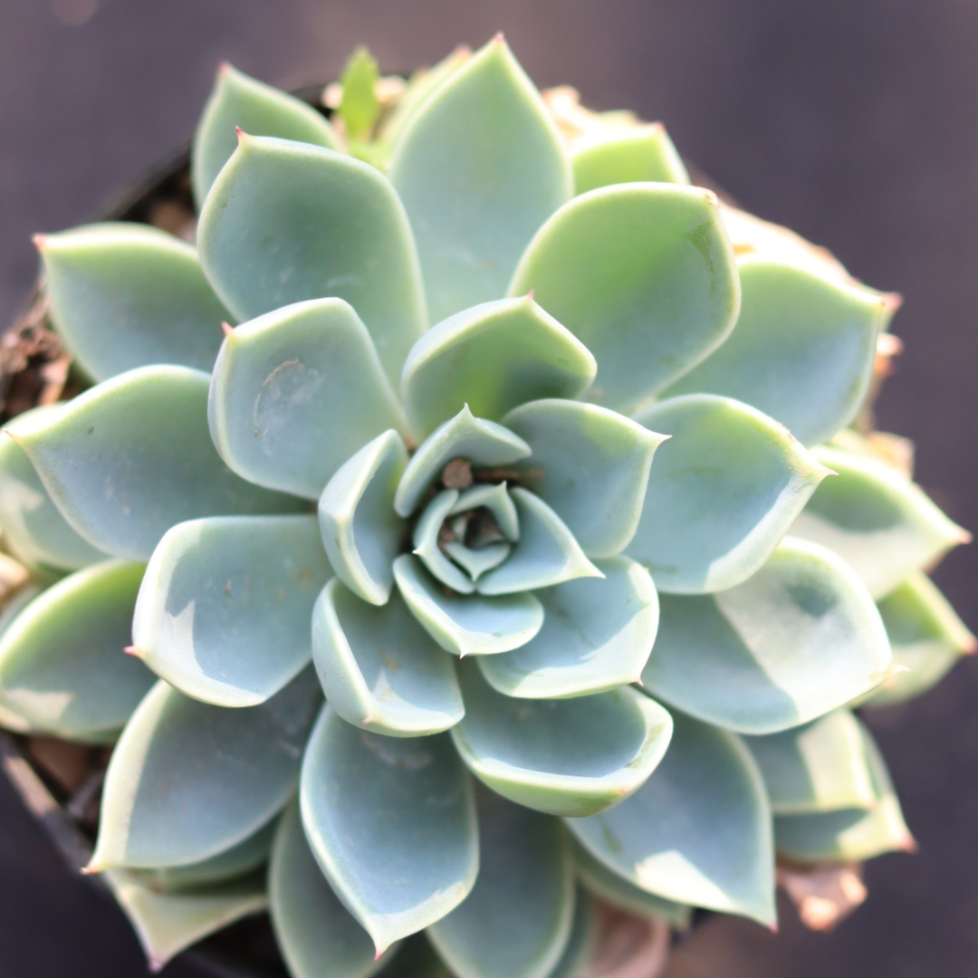 Top view of Echeveria Pansy succulent plant with delicate, pale green rosettes, bathed in sunlight. Order online from Plant Orbit for your garden.