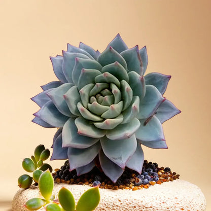 Elegant Echeveria Peacockii 'Blue Bird' succulent featuring a stunning rosette of blue-green leaves with soft pink edges, displayed on a textured surface. Perfect for adding a touch of sophistication to any indoor garden. Shop this and other premium succulents at Plant Orbit, your trusted source for indoor plants.