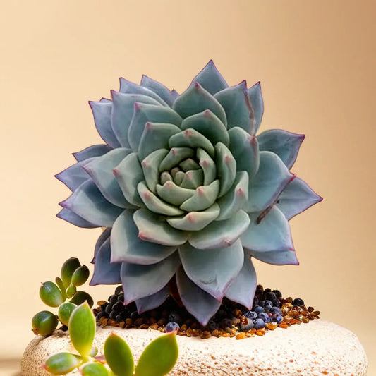 Elegant Echeveria Peacockii 'Blue Bird' succulent featuring a stunning rosette of blue-green leaves with soft pink edges, displayed on a textured surface. Perfect for adding a touch of sophistication to any indoor garden. Shop this and other premium succulents at Plant Orbit, your trusted source for indoor plants.