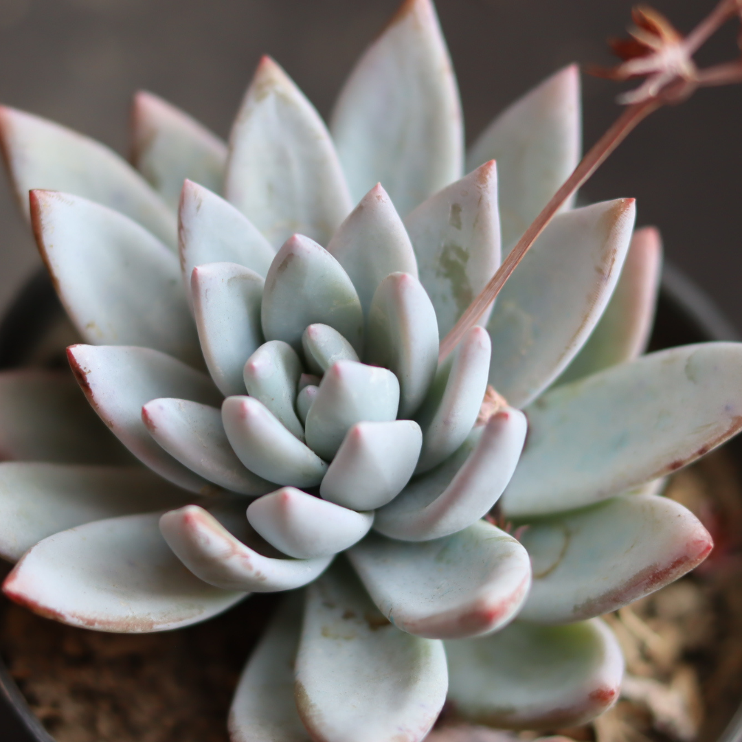 Close-up of Echeveria Peacockii succulent plant with pale blue leaves and a rosette shape, perfect for indoor pots. Buy it online at Plant Orbit.