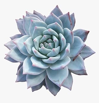 Top view of Echeveria Peacockii Blue Bird succulent with delicate blue rosette leaves, isolated on a white background. Order from Plant Orbit.