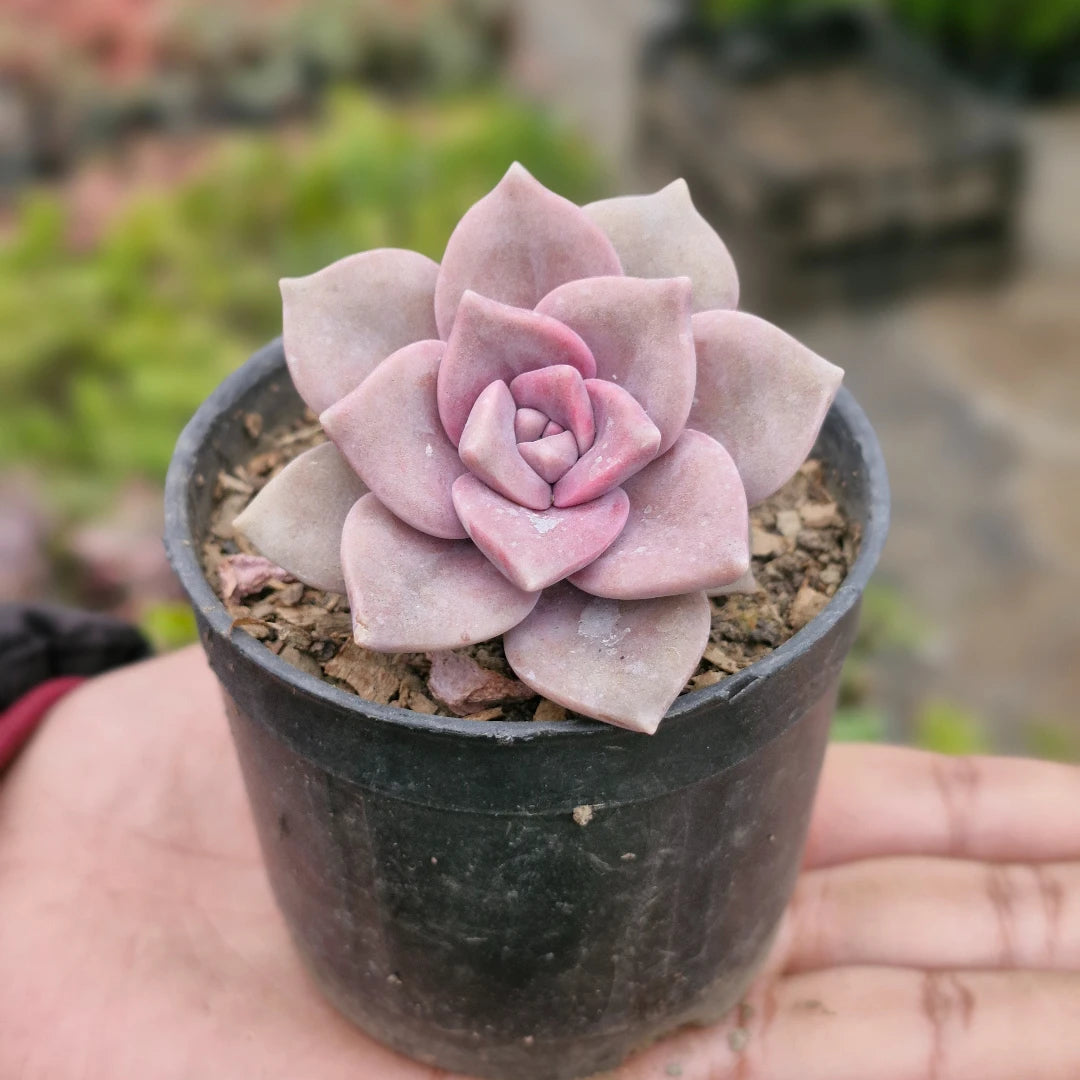 Echeveria ‘Perle von Nürnberg’ succulent with a large rosette of powdery lavender-pink leaves and soft peach-colored edges, growing in a white pot on a wooden surface.