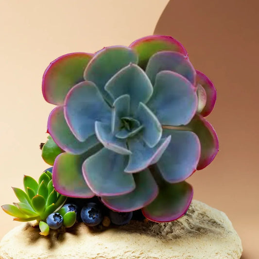 Top view of Echeveria Perle von Nurnberg succulent plant with blue-green leaves edged in pink, displayed with blueberries and other succulents, available at Plant Orbit.