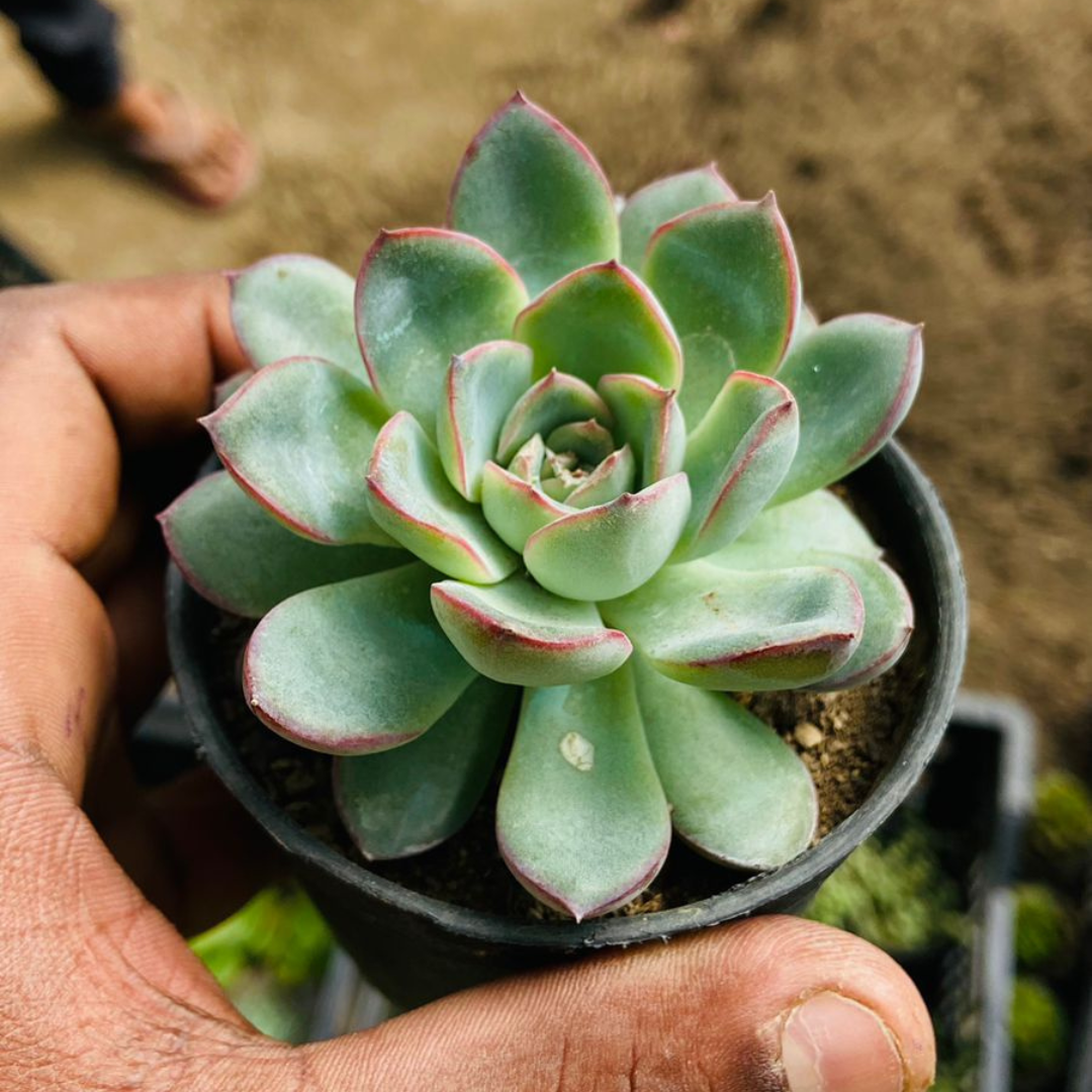 Close-up of Echeveria Pink Border succulent plant held in hand, showcasing its vibrant pink-edged green rosette leaves. Buy it online at Plant Orbit.