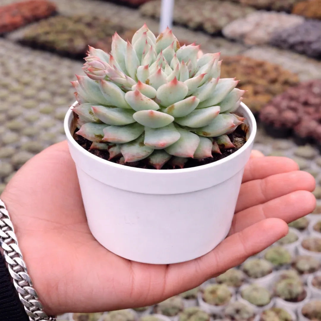 Echeveria Pulidonis succulent with a dense rosette of pale blue-green, fleshy leaves and distinctive pink-red tips, growing in a white pot.