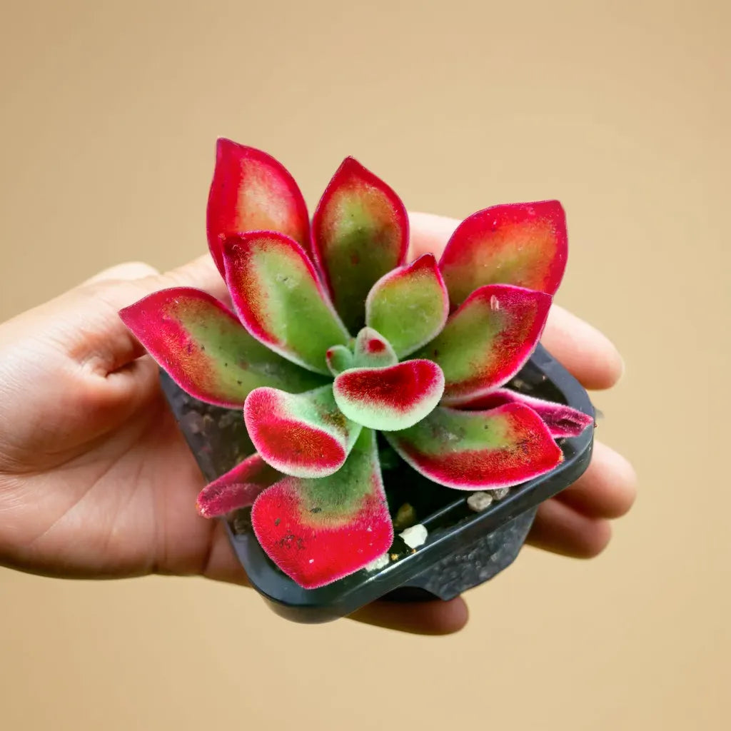 Handheld Echeveria Pulvinata succulent plant with vibrant red-tipped, fuzzy green leaves in a small pot. Available for purchase at Plant Orbit.