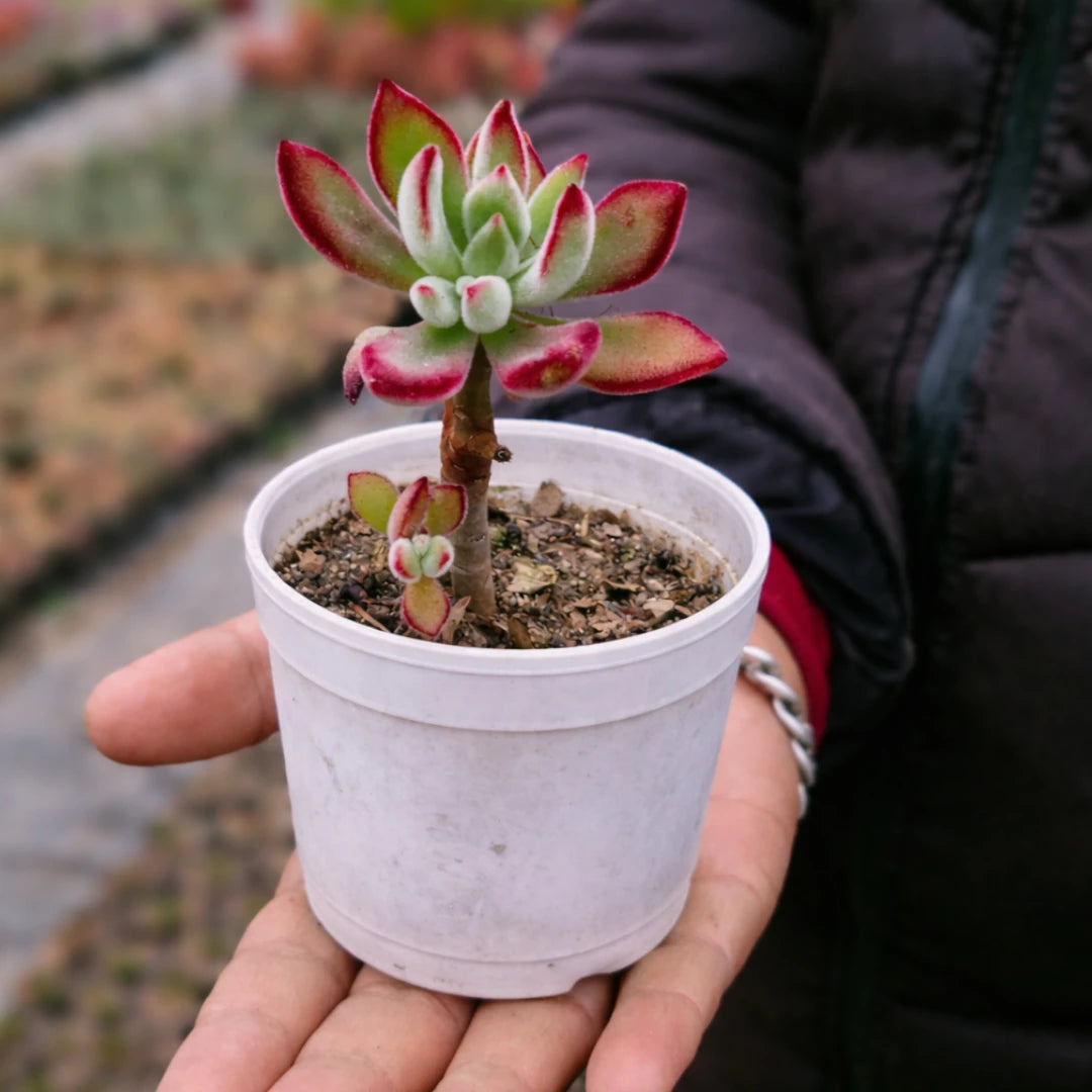 Echeveria Pulvinata succulent with fuzzy green leaves edged in deep red, growing from a short stem in a white pot held in a person’s hand outdoors.