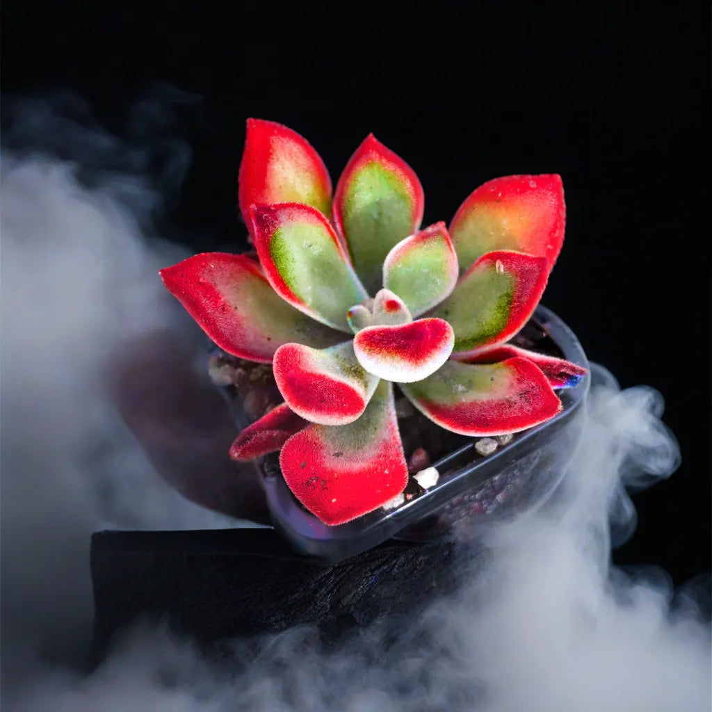 Echeveria Pulvinata succulent in a misty setting, showcasing its bold red and green velvety leaves. Ideal for home decor, available at Plant Orbit.