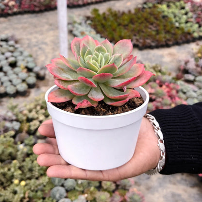 Succulent Combo A11- Set of 5 Live Succulent Plants by Plant Orbit