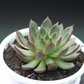 Close-up of Echeveria Red Lipstick succulent in a white pot, featuring sharp red-edged leaves and a green rosette, perfect for decor. Buy it from Plant Orbit.