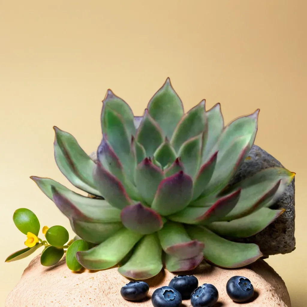 Echeveria Red Lipstick succulent plant with green rosette leaves and bold red tips, displayed on a sandy rock surface with blueberries. Available at Plant Orbit.