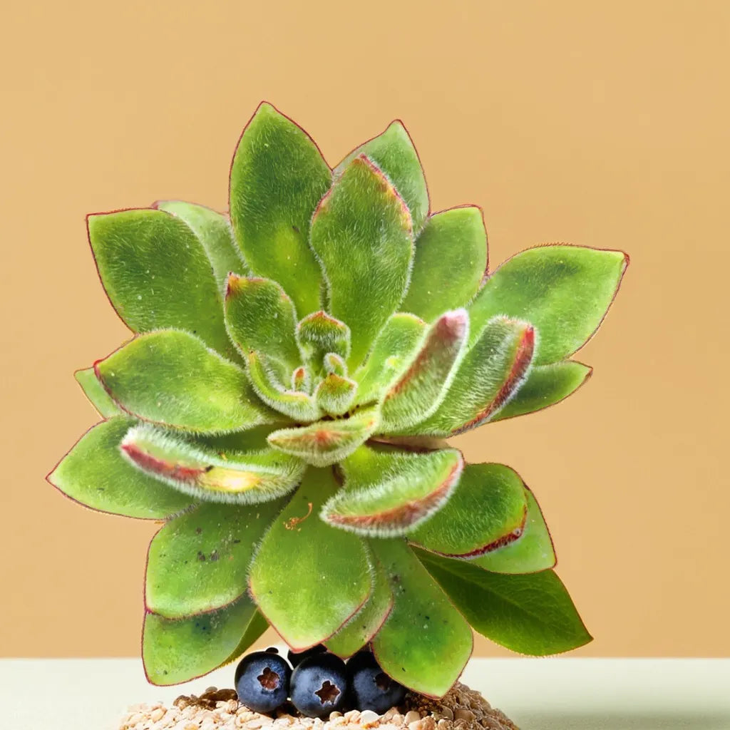 Echeveria Setosa Giant succulent plant with fuzzy green leaves edged in red, placed on a sandy surface with blueberries. Available at Plant Orbit.