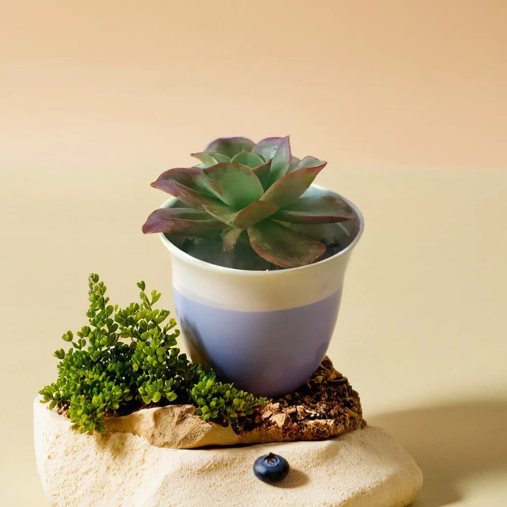 Echeveria Suyon succulent plant with soft green and red-tipped leaves, set in a blue pot with decorative greenery. Available at Plant Orbit.