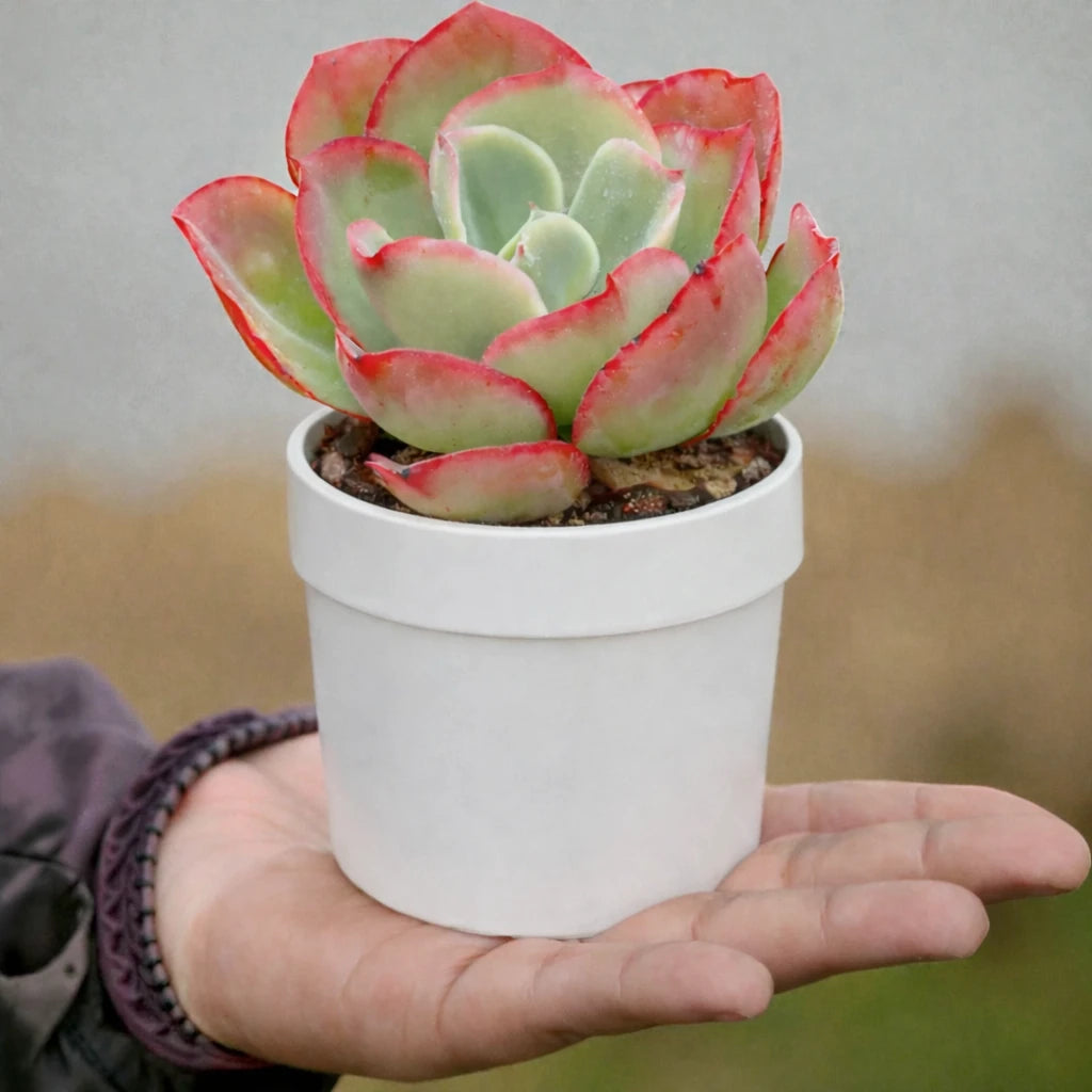Echeveria pallida E. Walther succulent with broad, fleshy green leaves edged in vibrant red, forming a large rosette in a white pot held in a person’s hand.