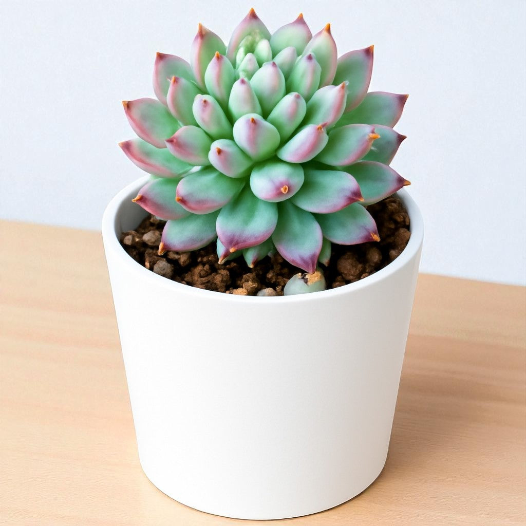 Echeveria Blue Elf succulent with compact blue-green rosette leaves, pinkish-purple edges and pointed tips, growing in a white pot on a wooden surface.