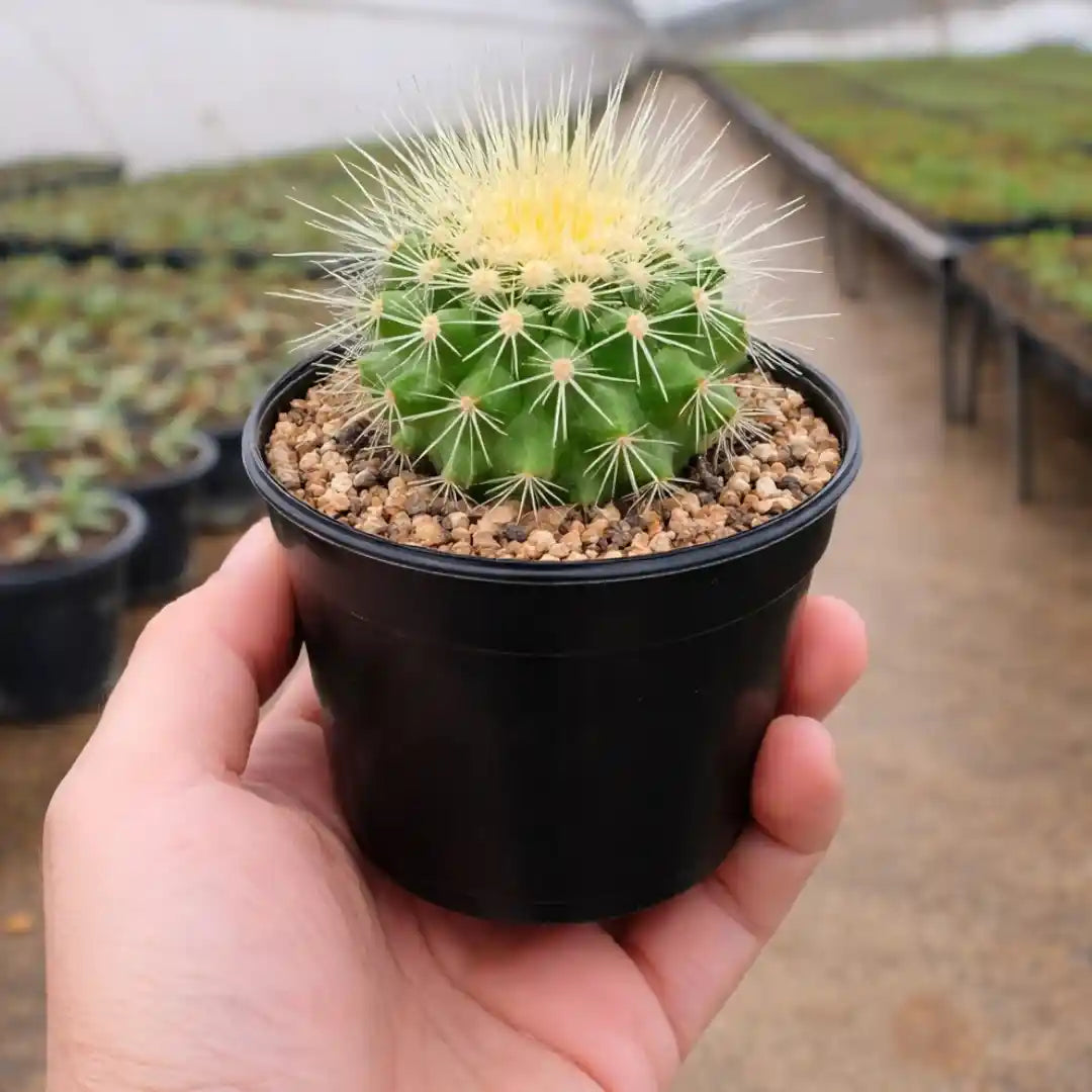 Echinocactus Grusonii (Bare Rooted)