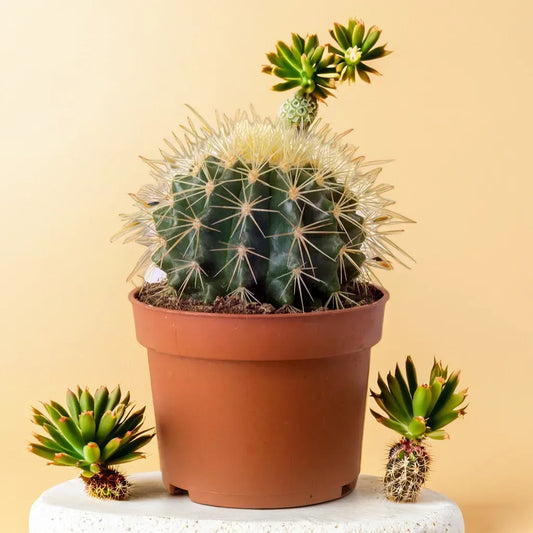 Echinocactus Grusonii succulent plant, also known as the Golden Barrel Cactus, in a terracotta pot with vibrant yellow spines, surrounded by other succulents. Available at Plant Orbit.