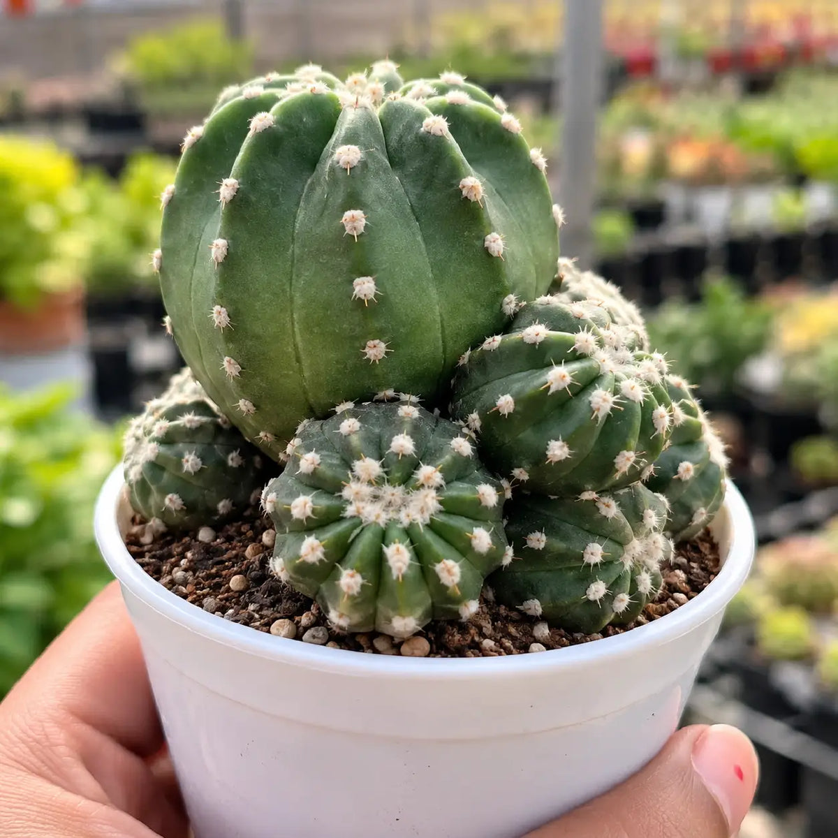 Echinopsis Subdenudata (Bare Rooted)