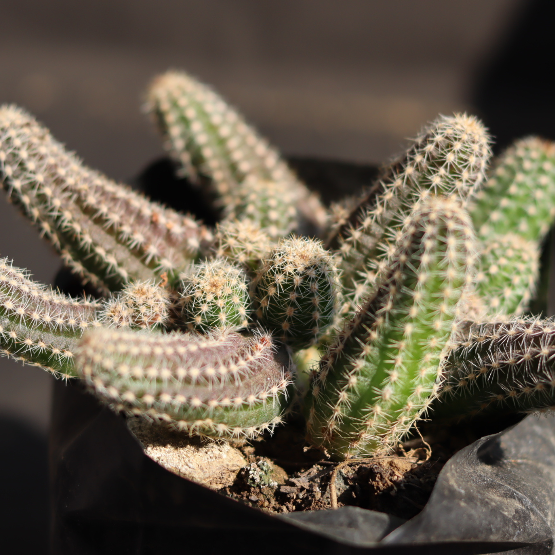 Close-up of Echinopsis Chamaecereus succulent with elongated, spiky green stems in a black pot. Perfect for indoor gardens. Buy it online at Plant Orbit.