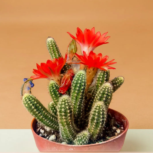 Echinopsis Chamaecereus, known as the Peanut Cactus, with vibrant red blooms and unique cylindrical stems. This striking cactus plant is perfect for adding a splash of color and texture to indoor gardens. Find beautiful indoor plants and succulents like this at Plant Orbit.