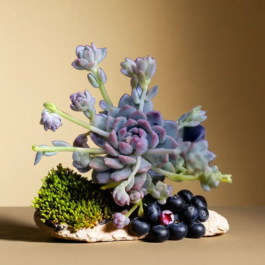 Close-up of Echeveria Lotus succulent plant with multiple soft green and pink-tinted rosettes, displayed with blueberries and moss, available at Plant Orbit.