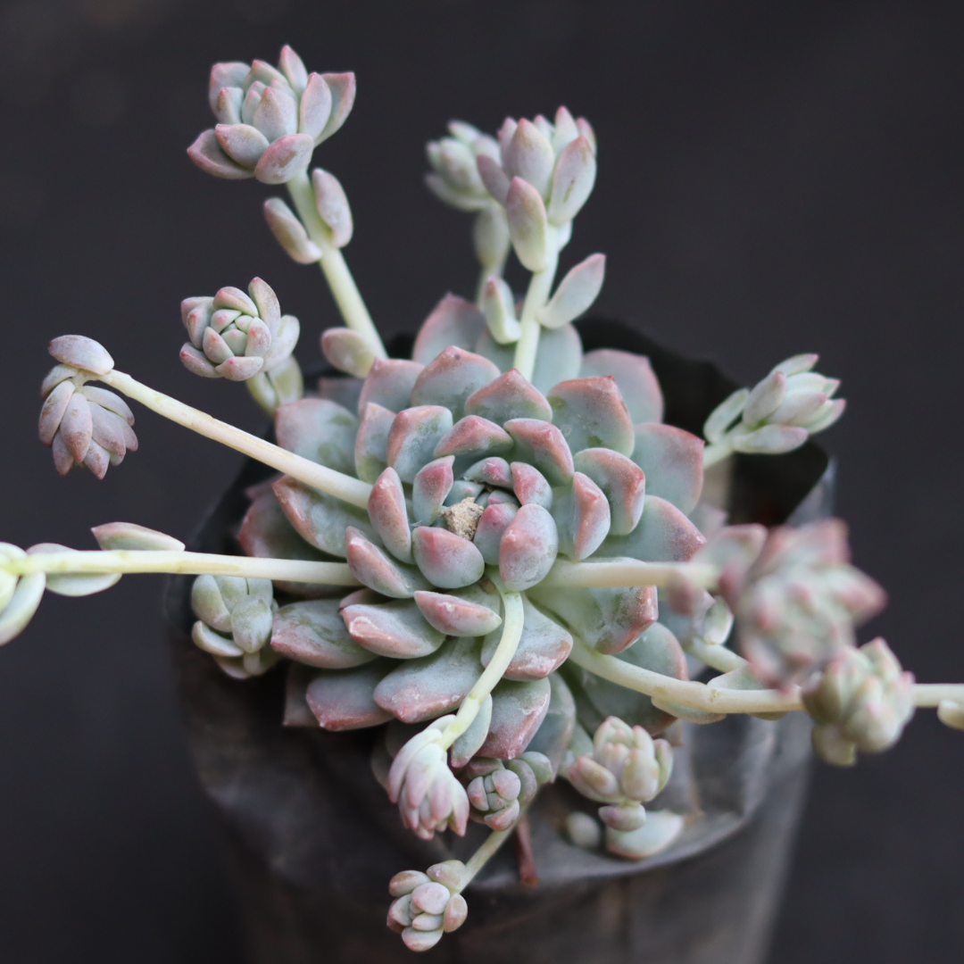 Echeveria Lotus succulent in a black pot, showcasing its delicate rosettes with pale green and pink hues, offered by Plant Orbit.