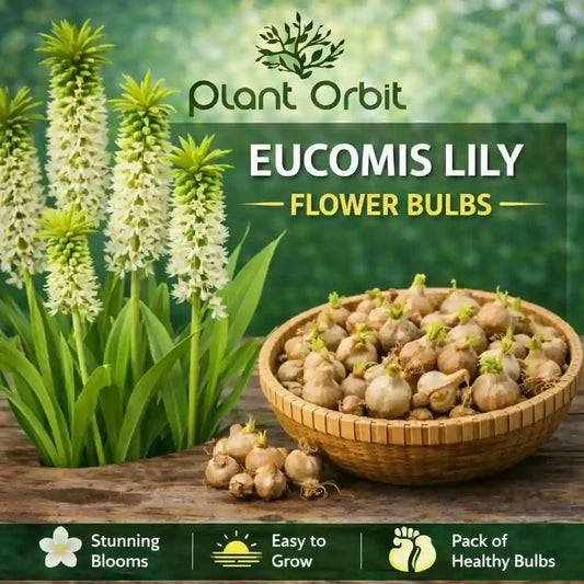 Ecullis Lily Bulb