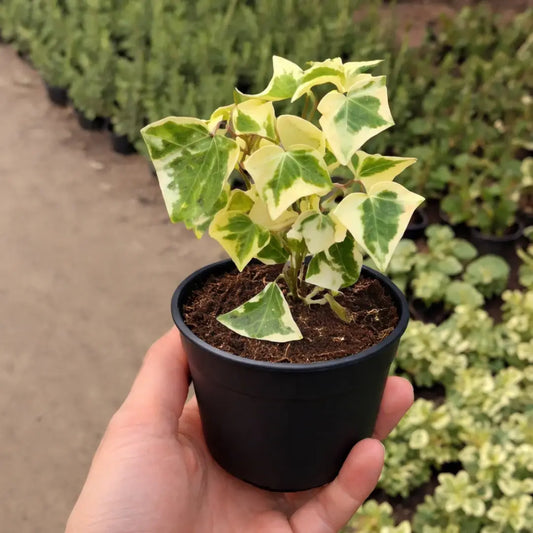 English Ivy (Bare Rooted)