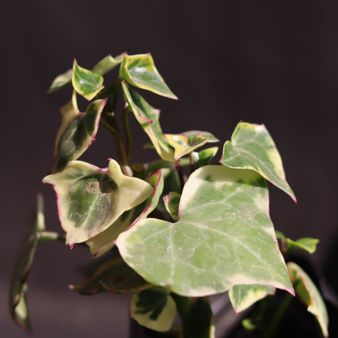 Close-up of English Ivy with vibrant variegated green and cream leaves, showcasing its heart-shaped foliage. Ideal for home decor. Buy it from Plant Orbit.