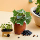 English Ivy plant in a terracotta pot, featuring lush variegated leaves, surrounded by blueberries. Perfect for indoor decor. Available at Plant Orbit.