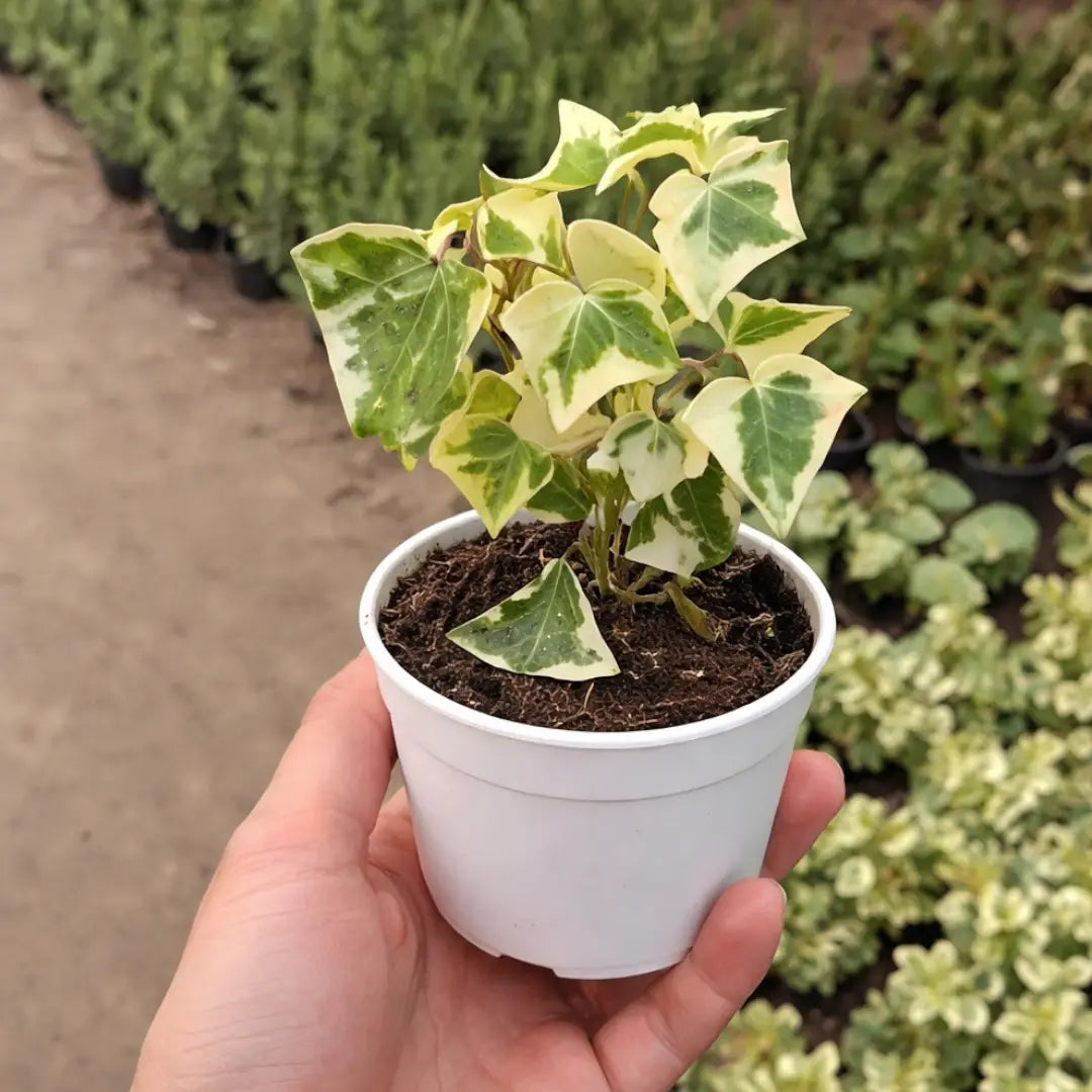 English Ivy with cream and green variegated lobed leaves growing in a white pot